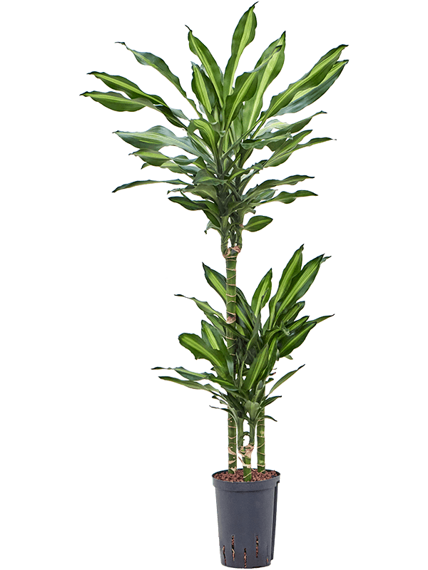 Planta naturala de interior 60-30-15 D35xH115cm Dracaena fragrans 'Cintho' P15/19cm in hidrogranule