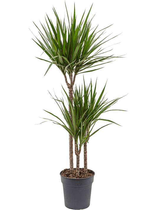 Planta naturala de interior 60-30-15 D40xH115cm Dracaena marginata PS21/20cm in pamant