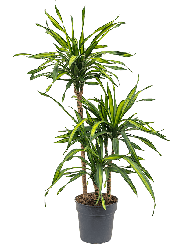 Planta naturala de interior 60-30-15 D45xH110cm Dracaena fragrans 'Riki' PS21/20cm in pamant