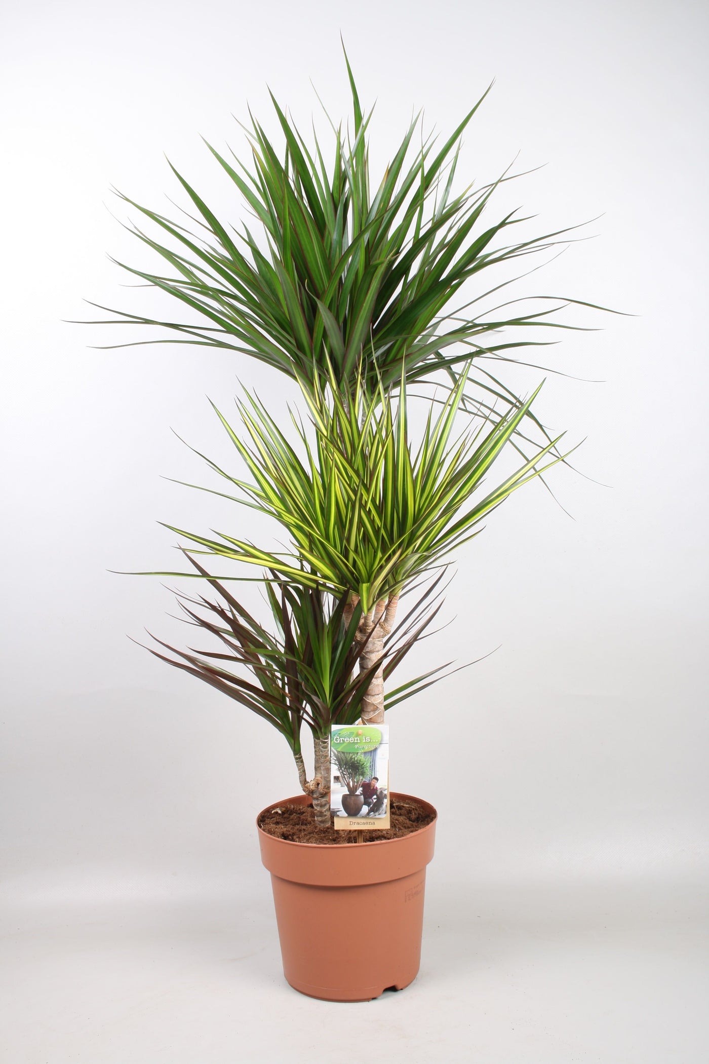 Planta naturala de interior 60-30-15 D45xH115cm Dracaena marginata mix 3 specii in ghiveci PS21cm in pamant