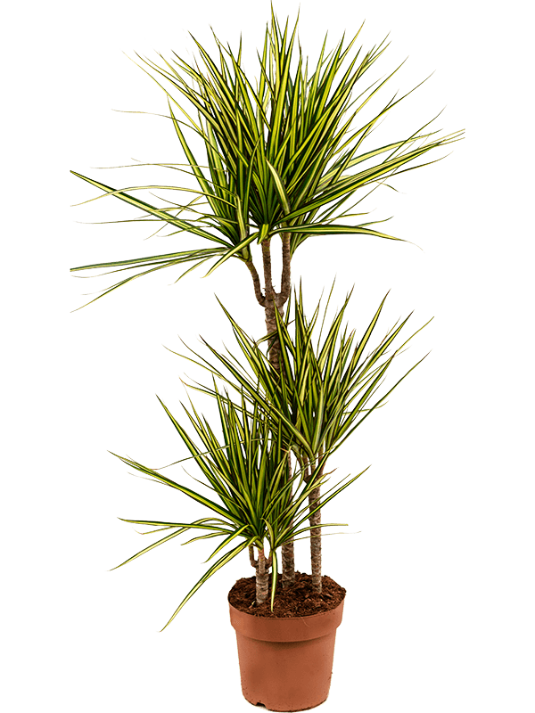 Planta naturala de interior 60-30-15 D45xH115cm Dracaena marginata 'Sunray' PS21/19cm in pamant