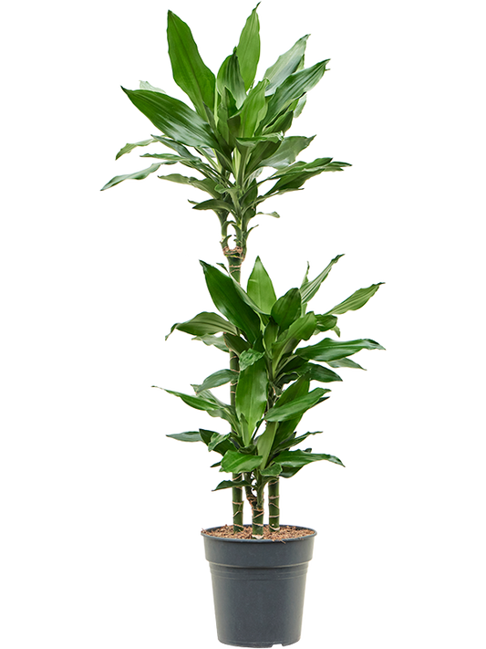 Planta naturala de interior 60-30-15 D45xH120cm Dracaena fragrans 'Burundii' PS21/20cm in pamant