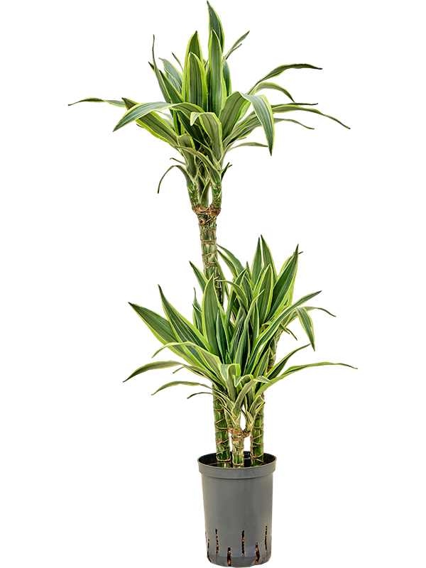 Planta naturala de interior 60-30-15 JUMBO D35xH100cm Dracaena fragrans 'Lemon Lime' P15/19cm in hidrogranule