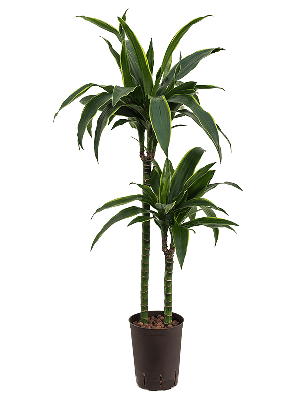 Planta naturala de interior 60-30 D30xH100cm Dracaena fragrans 'Arturo' P15/19cm in hidrogranule