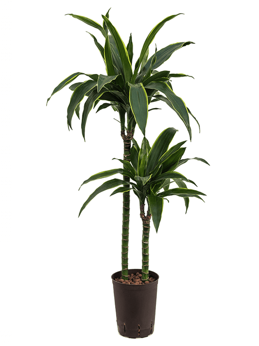 Planta naturala de interior 60-30 D30xH100cm Dracaena fragrans 'Arturo' P15/19cm in hidrogranule