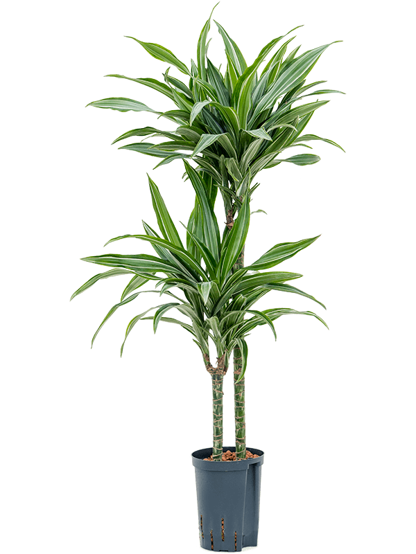 Planta naturala de interior 60-30 D30xH110cm Dracaena fragrans 'Ulises' P15/19cm in hidrogranule