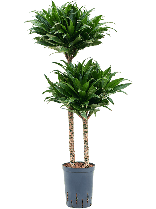 Planta naturala de interior 60-30 D30xH90cm Dracaena fragrans 'Compacta' P15/19cm in hidrogranule