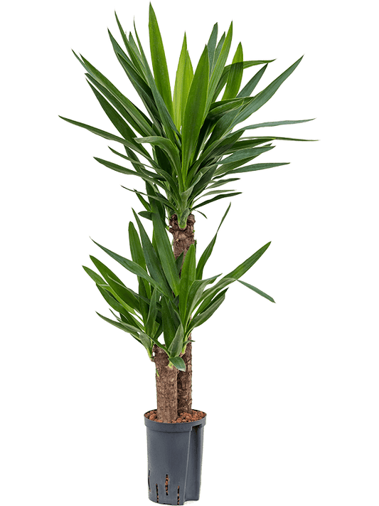 Planta naturala de interior 60-30 D30xH90cm Yucca elephantipes P15/19cm in hidrogranule