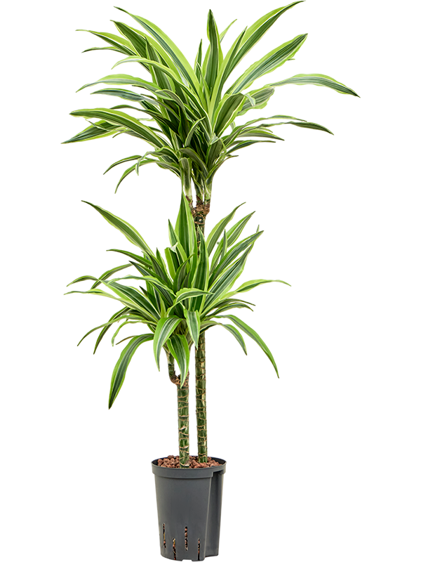 Planta naturala de interior 60-30 D35xH110cm Dracaena fragrans 'Lemon Lime' P15/19cm in hidrogranule