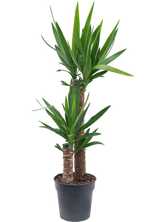 Planta naturala de interior 60-30 D45xH95cm Yucca elephantipes PS21/20cm in pamant