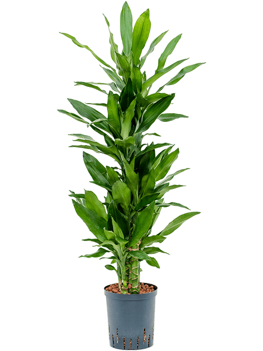 Planta naturala de interior 60-Carrousel D35xH100cm Dracaena fragrans 'Burundii' P18/19cm in hidrogranule