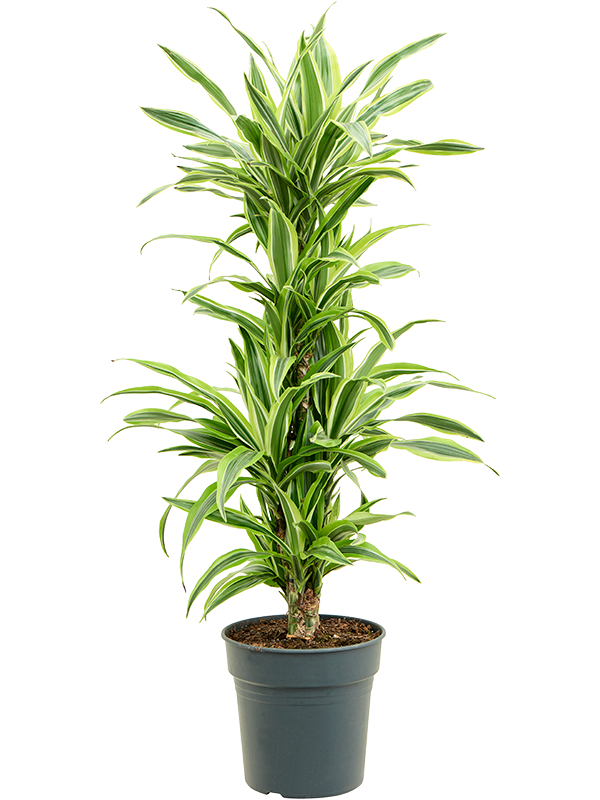 Planta naturala de interior 60-Carrousel D35xH100cm Dracaena fragrans 'Lemon Lime' PS24/23cm in pamant