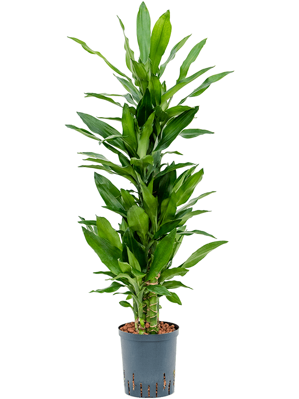 Planta naturala de interior 60-Carrousel D35xH110cm Dracaena fragrans 'Burundii' P18/19cm in hidrogranule