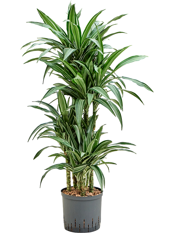 Planta naturala de interior 60-Carrousel D35xH80cm Dracaena fragrans 'Ulises' P22/19cm in hidrogranule