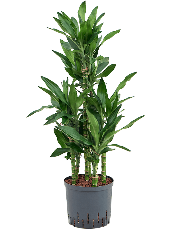 Planta naturala de interior 60-Carrousel D35xH90cm Dracaena fragrans 'Burundii' P22/19cm in hidrogranule