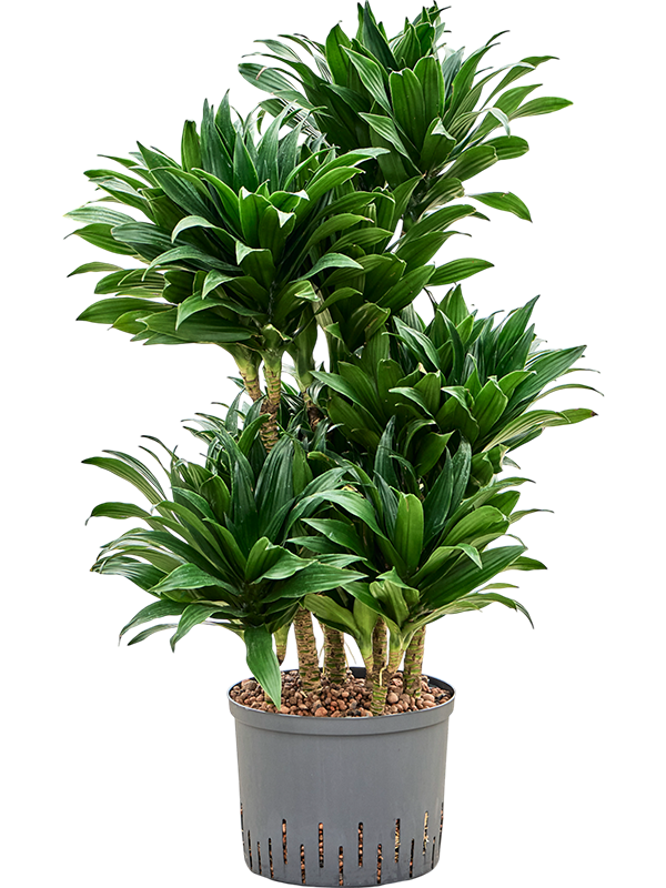 Planta naturala de interior 60-Carrousel D40xH100cm Dracaena fragrans 'Compacta' P25/19cm in hidrogranule