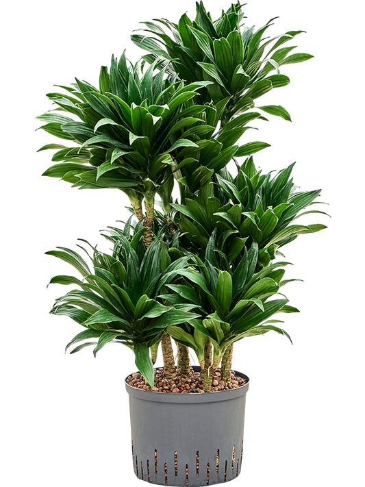 Planta naturala de interior 60-Carrousel D40xH100cm Dracaena fragrans 'Compacta' P25/19cm in hidrogranule