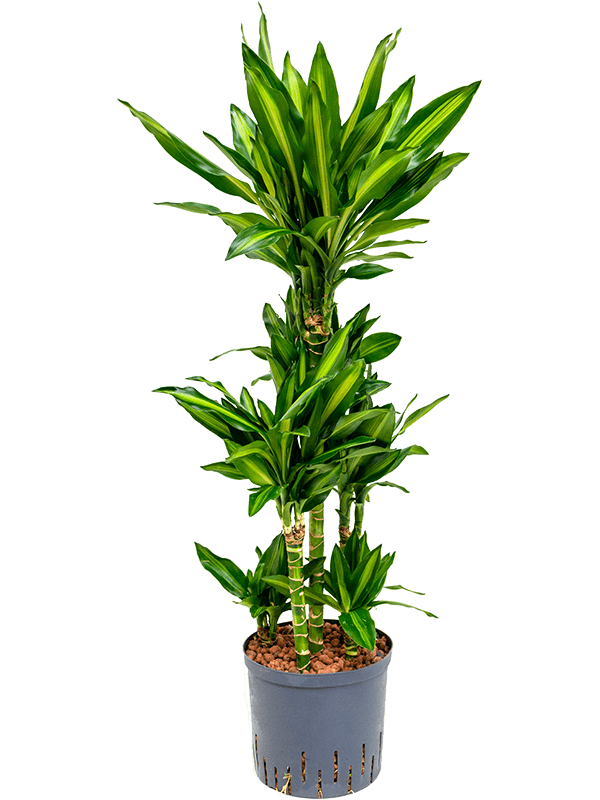 Planta naturala de interior 60-Carrousel D40xH105cm Dracaena fragrans 'Cintho P22/19cm in hidrogranule