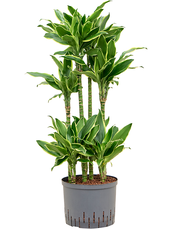 Planta naturala de interior 60-Carrousel D40xH105cm Dracaena fragrans 'Golden Coast' P25/19cm in hidrogranule