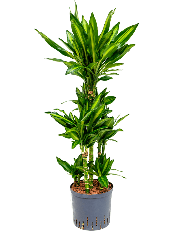 Planta naturala de interior 60-Carrousel D40xH110cm Dracaena fragrans 'Cintho P22/19cm in hidrogranule