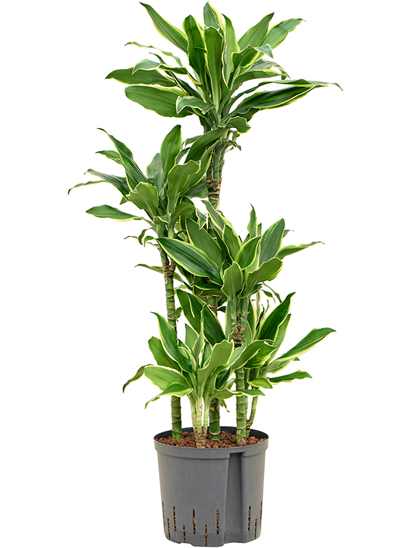 Planta naturala de interior 60-Carrousel D40xH120cm Dracaena fragrans 'Golden Coast' P22/19cm in hidrogranule