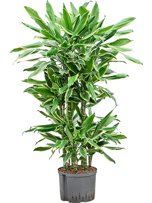 Planta naturala de interior 60-Carrousel D40xH120cm Dracaena fragrans 'Golden Coast' P25/19cm in hidrogranule