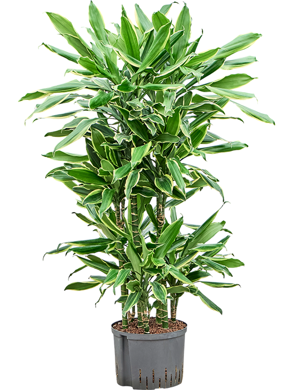 Planta naturala de interior 60-Carrousel D40xH120cm Dracaena fragrans 'Golden Coast' P25/19cm in hidrogranule