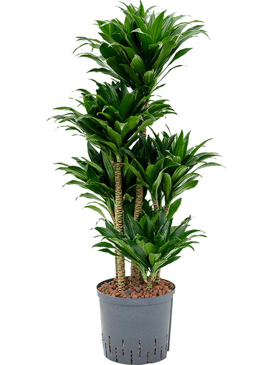 Planta naturala de interior 60-Carrousel D40xH90cm Dracaena fragrans 'Compacta' P22/19cm in hidrogranule