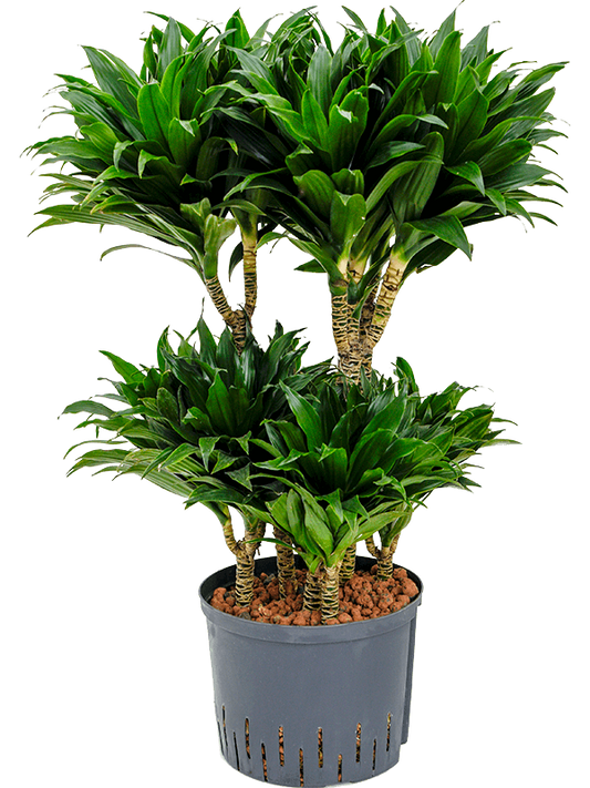 Planta naturala de interior 60-Carrousel D40xH90cm Dracaena fragrans 'Compacta' P25/19cm in hidrogranule