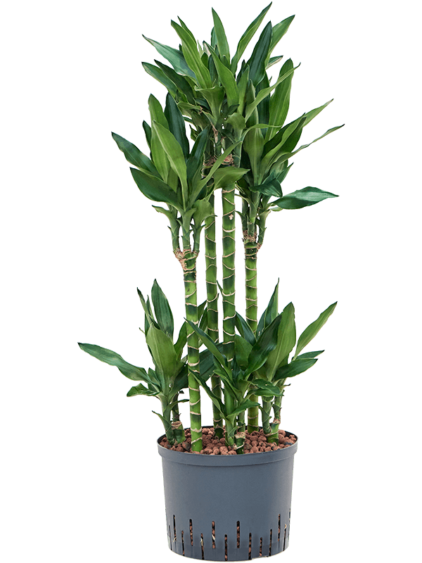 Planta naturala de interior 60-Carrousel D50xH100cm Dracaena fragrans 'Burundii' P25/19cm in hidrogranule