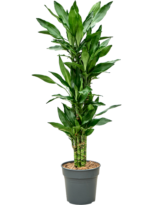 Planta naturala de interior 60-Carrousel D50xH100cm Dracaena fragrans 'Burundii' PS21/20cm in pamant
