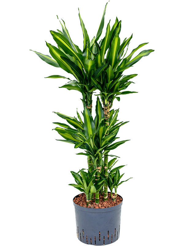 Planta naturala de interior 60-Carrousel D50xH110cm Dracaena fragrans 'Cintho P25/19cm in hidrogranule