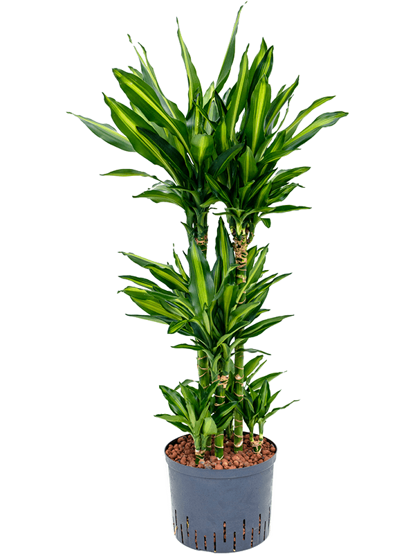 Planta naturala de interior 60-Carrousel D50xH120cm Dracaena fragrans 'Cintho P25/19cm in hidrogranule