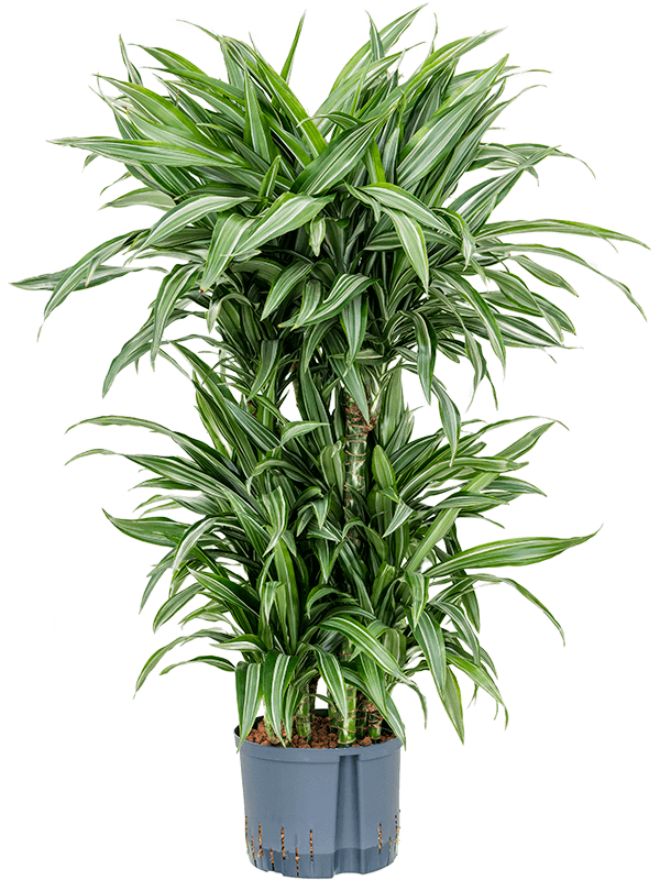 Planta naturala de interior 60-Carrousel D60xH110cm Dracaena fragrans 'Ulises' P25/19cm in hidrogranule