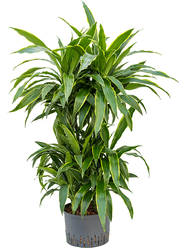 Planta naturala de interior 60-Carrousel D60xH120cm Dracaena fragrans 'Arturo' P25/19cm in hidrogranule