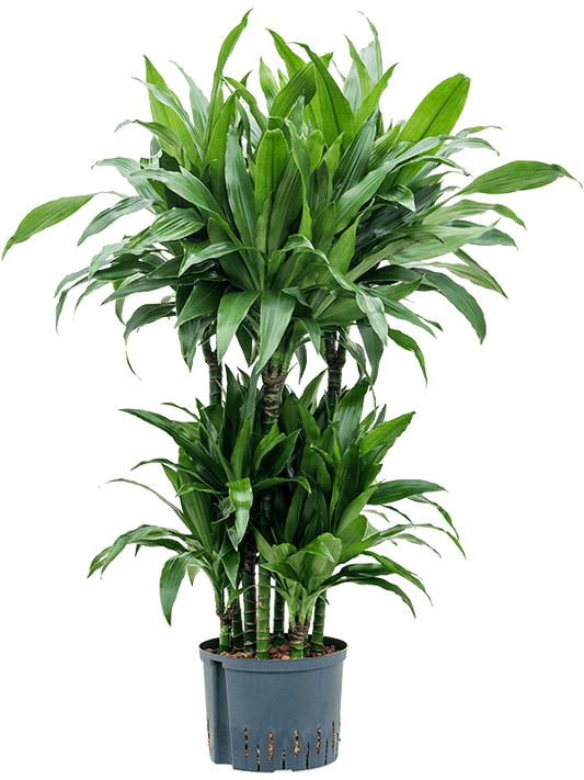 Planta naturala de interior 60-Carrousel D60xH120cm Dracaena fragrans 'Janet Craig' P25/19cm in hidrogranule