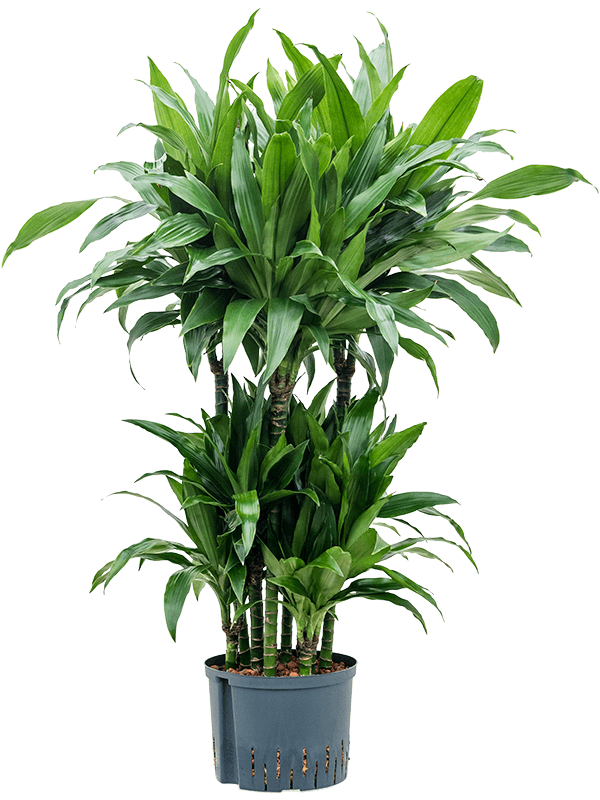 Planta naturala de interior 60-Carrousel D65xH120cm Dracaena fragrans 'Janet Craig' P25/19cm in hidrogranule