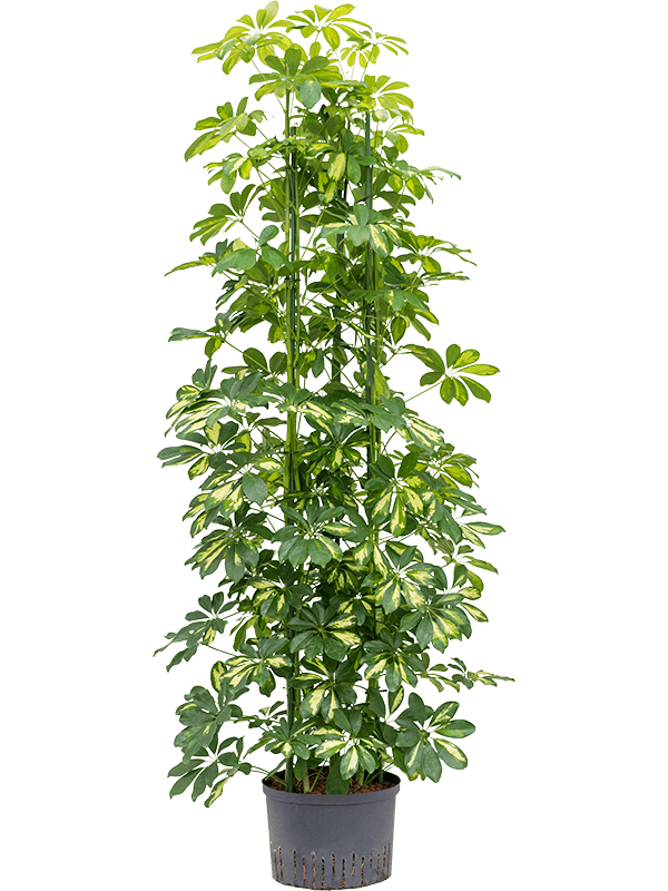 Planta naturala de interior 6pp D50xH150cm Schefflera arboricola 'Gold Capella' P28/19cm in hidrogranule