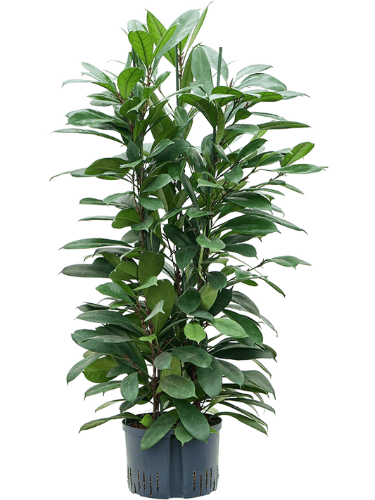 Planta naturala de interior 6pp D55xH120cm Ficus cyathistipula P28/19cm in hidrogranule
