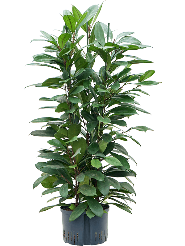 Planta naturala de interior 6pp D55xH120cm Ficus cyathistipula P28/19cm in hidrogranule