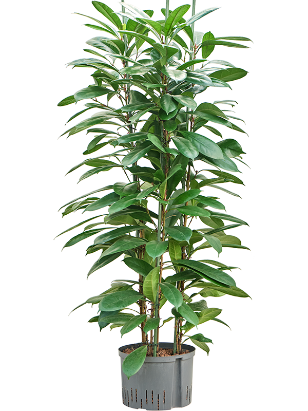 Planta naturala de interior 6pp D60xH140cm Ficus cyathistipula P28/19cm in hidrogranule