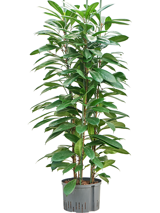 Planta naturala de interior 6pp D60xH150cm Ficus cyathistipula P28/19cm in hidrogranule