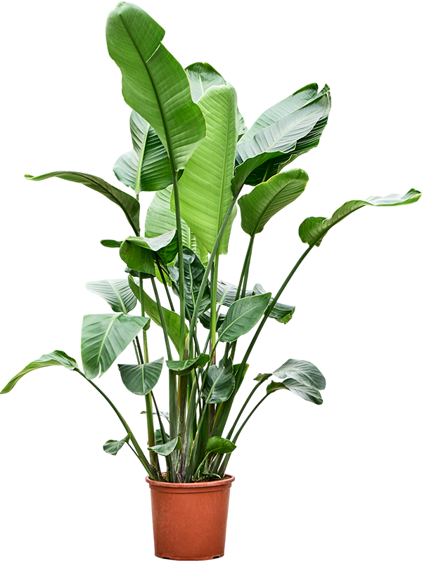 Planta naturala de interior 6pp D90xH200cm Strelitzia nicolai PS32/29cm in pamant