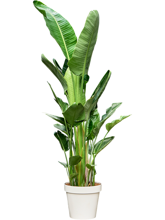 Planta naturala de interior 6pp D90xH210cm Strelitzia nicolai (210-230) PS50/41cm in pamant