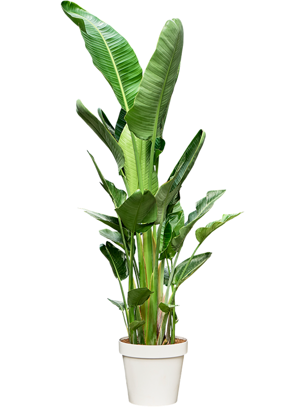 Planta naturala de interior 6pp D90xH210cm Strelitzia nicolai (210-230) PS50/41cm in pamant
