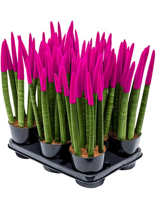 Planta naturala de interior 8-9pp Fuchsia D15xH45cm Sansevieria cy. sp. 'Velvet Touchz' PS12/11cm in pamant