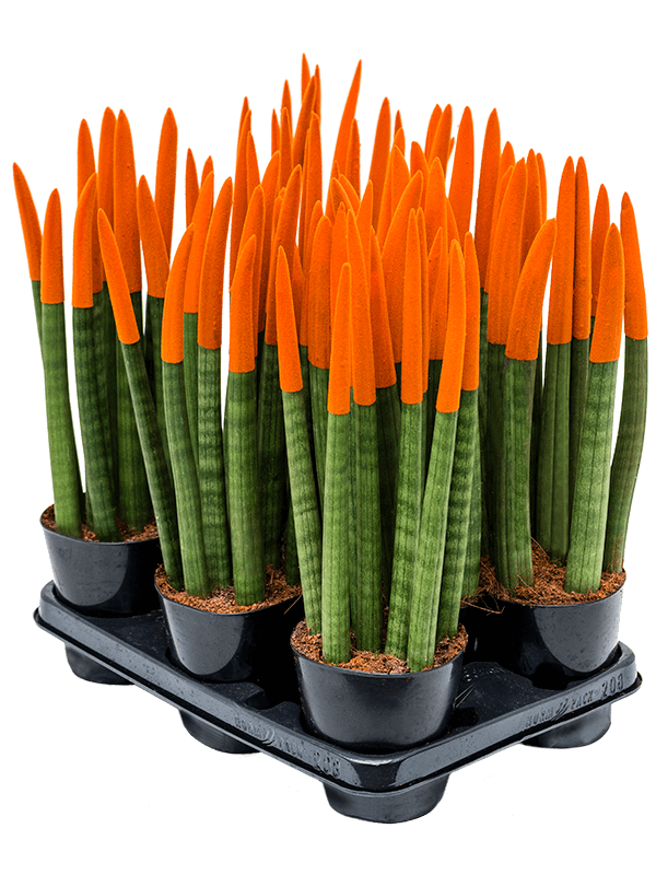 Planta naturala de interior 8-9pp Orange D15xH40cm Sansevieria cy. sp. 'Velvet Touchz' PS12/11cm in pamant