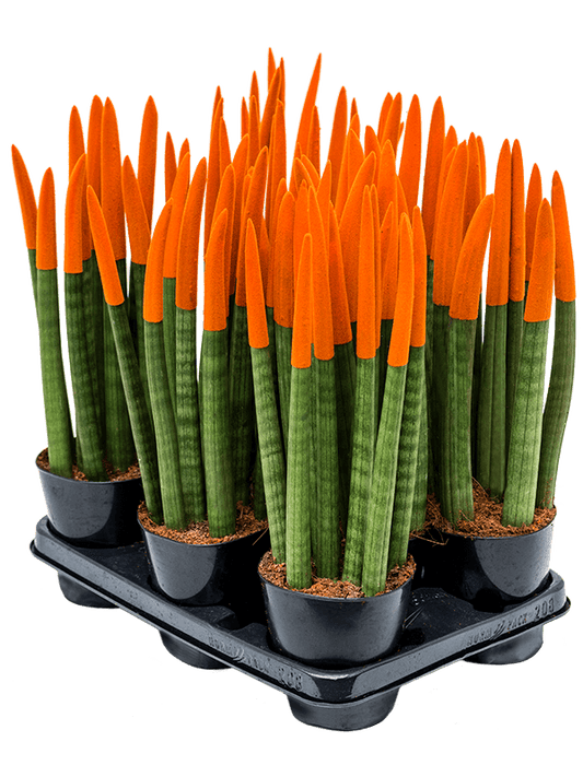 Planta naturala de interior 8-9pp Orange D15xH40cm Sansevieria cy. sp. 'Velvet Touchz' PS12/11cm in pamant