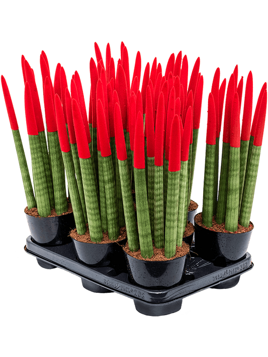 Planta naturala de interior 8-9pp Red D15xH40cm Sansevieria cy. sp. 'Velvet Touchz' PS12/11cm in pamant