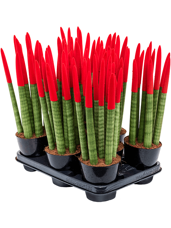 Planta naturala de interior 8-9pp Red D15xH40cm Sansevieria cy. sp. 'Velvet Touchz' PS12/11cm in pamant